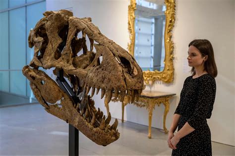 T. Rex Skull Found in South Dakota Expected to Fetch $15-$20M | Entrepreneur