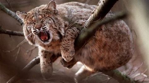 Resort Arizona town on alert after rabid bobcat attacks injured 4 people | Fox News