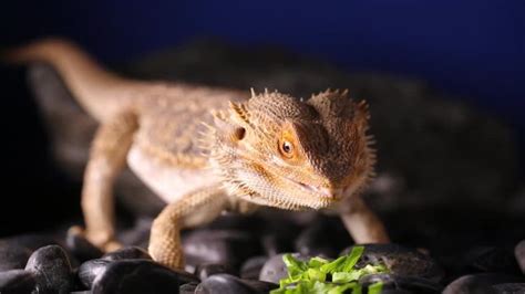 Pogona Images – Browse 10,377 Stock Photos, Vectors, and Video | Adobe ...