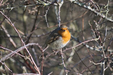 Poseur | This robin was by the side of a bush, in the shade … | Flickr