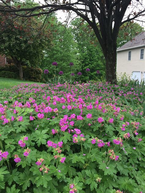 Ground Cover Geraniums Canada - ground cover and shrubs