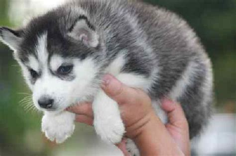 teacup husky puppies for adoption | Zoe Fans Blog | Husky puppy, Teacup ...