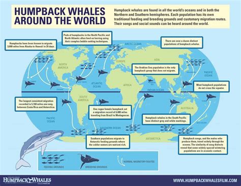 Humpback Whales Migration Map | Pacific Adventure Tours