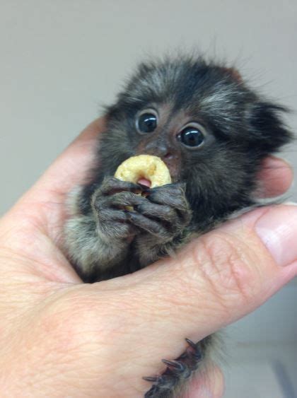 Finger Monkey Facts | Cute baby animals, Cute baby monkey, Cute little ...