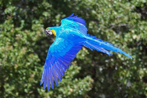 Parrot Blue Macaw Fly · Free photo on Pixabay