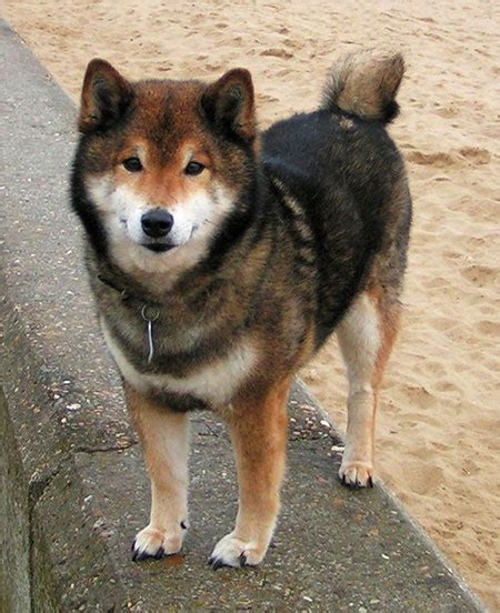 Shiba Inu Characteristics | Size | Facts | Traits