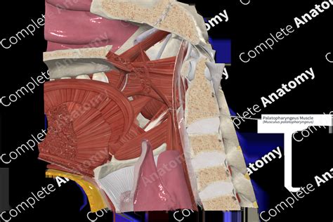 Palatopharyngeus Muscle | Complete Anatomy