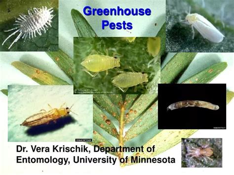 PPT - Greenhouse Pests PowerPoint Presentation, free download - ID:5381301