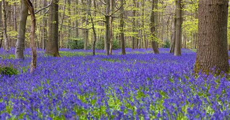 How to Plant and Grow English Bluebells | Gardener’s Path