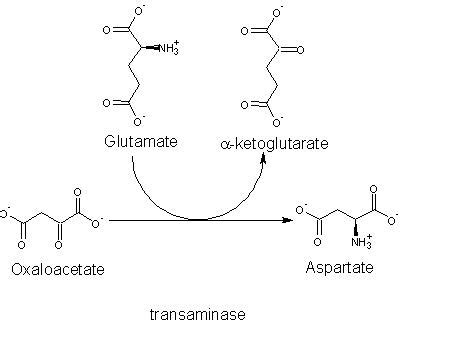 Getting to Know Your Amino Acids: Aspartate