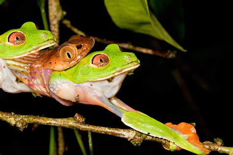 PsBattle: Frog getting eaten by a snake : r/photoshopbattles