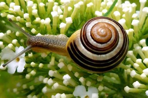 13 Types of Garden Snails - Wildlife Informer