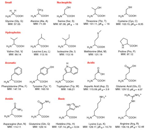 Amino Acids Flashcards | Quizlet