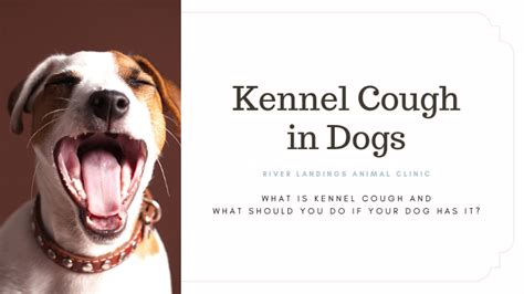 Kennel Cough in Dogs: Symptoms, Treatment, and Prevention — River ...