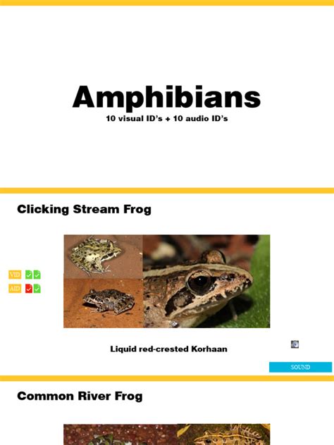 Amphibians | PDF