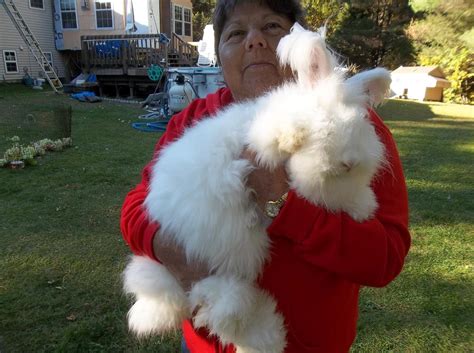 German Hybrid | USA Rabbit Breeders