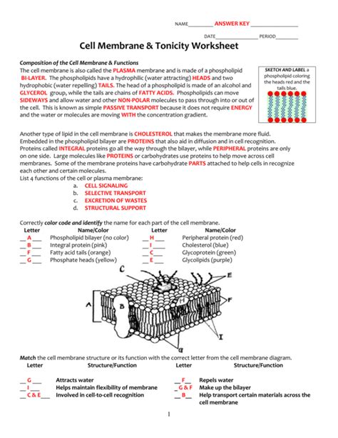 Cell Membrane Amp Tonicity Worksheet — db-excel.com