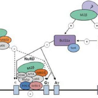 Alpha beta globin gene cluster [4]. | Download Scientific Diagram