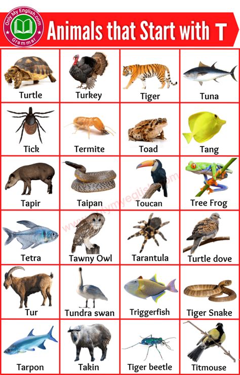 90+ Animals that Start with T | Animals beginning with T » Onlymyenglish.com