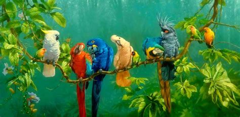 Tropical Birds Wallpapers - Top Free Tropical Birds Backgrounds - WallpaperAccess