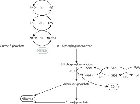 Glucose 6 Phosphate Pathway