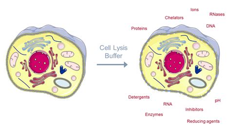 #CellCutFact No 2: Fully control your cell lysis conditions for ...