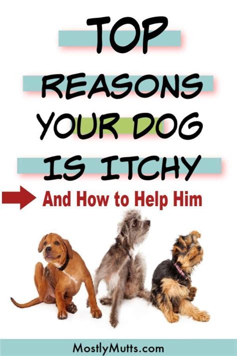 Help your itchy dog to stop the scratching, biting paws and digging at his ears. | Itchy dog ...