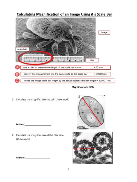 Magnification Size And Scale Bars Answers - Fill Online, Printable ...