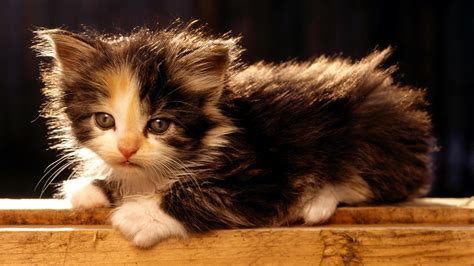 Baby Kitten Wallpapers (59+ images)