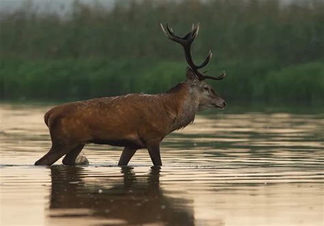 Red deer walking in water in front of forest — Stock Photo © budabar #166115614