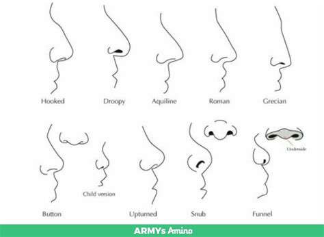 Nose shapes | Nose shapes, Nose types, Human anatomy