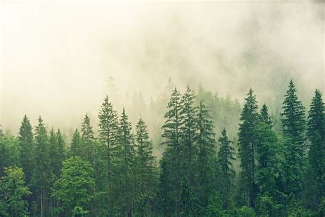 3,000+ Free Pine Forest & Forest Images