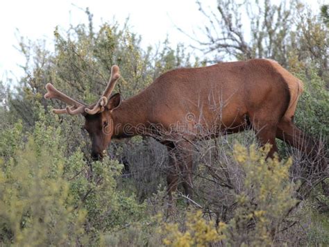 Roosevelt Elk Growing New Antlers Stock Photo - Image of roosevelti ...