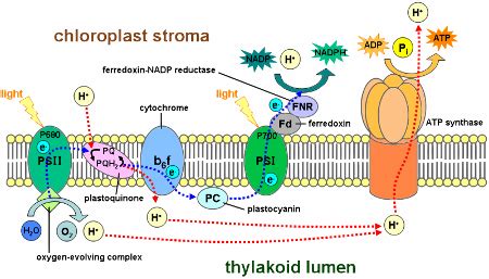 Thylakoid Structure And Function