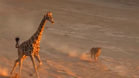 Wildlife Brave Giraffe Kick Five Lion To Escape Lion - YouTube