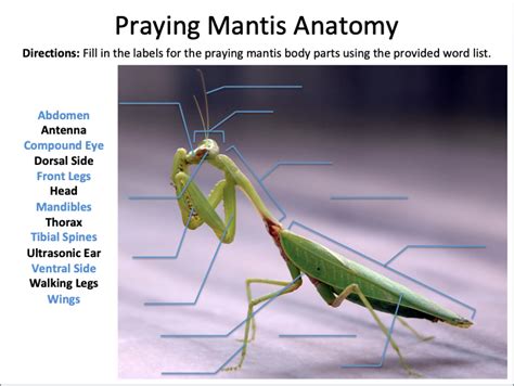 Praying Mantis Anatomy