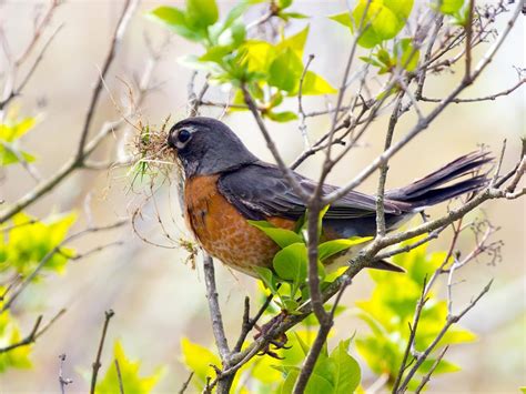 American Robin Nesting (All You Need To Know) | Birdfact