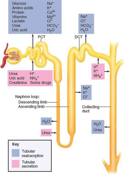 Tubular Reabsorption and Tubular Secretion - MEDizzy