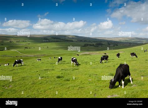 UK, England, Yorkshire, Wensleydale, Hawes, dairy farming pasture land grazed by fresian cows ...