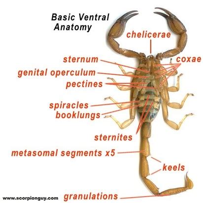 Anatomy - Scorpions