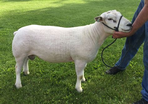 Texel Sheep Breeders - Portland Prairie Texels - Caledonia, MN