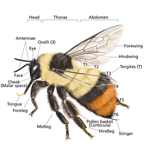 Bumble Bee Identification Guide | My XXX Hot Girl