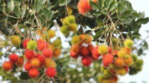 How to Plant, Grow and Care For Rambutan Trees