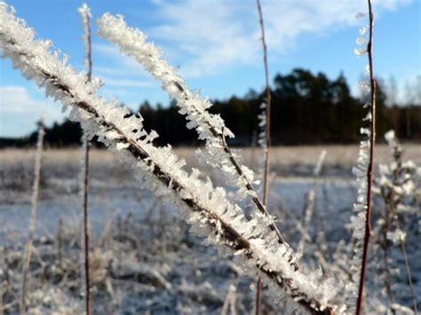 Free picture: frost, plants