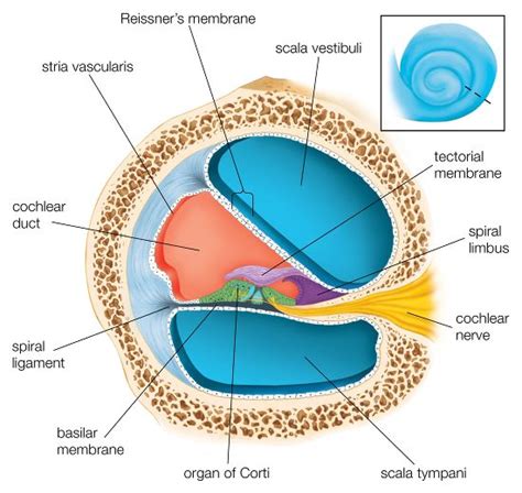 Cross Section Through One Turns Cochlea Editorial Stock Photo - Stock Image | Shutterstock