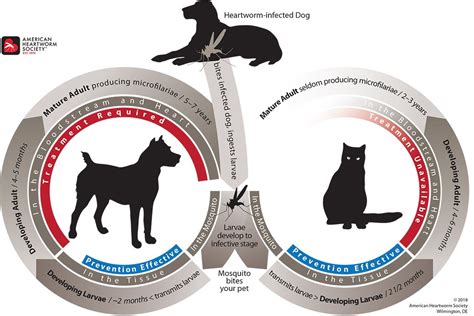 Heartworm Life Cycle - American Heartworm Society