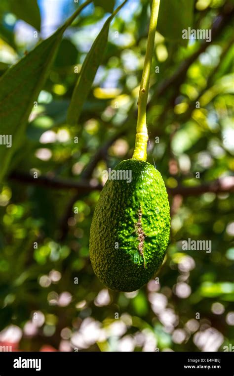 Haas avocado hi-res stock photography and images - Alamy