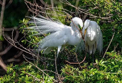 Great Egret: Habitat Facts & Similar Species With Male Vs. Female Comparison - Bird Guidance