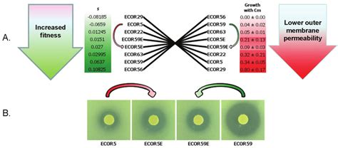 (A) reciprocal, variable trade-off between fitness and susceptibility... | Download Scientific ...