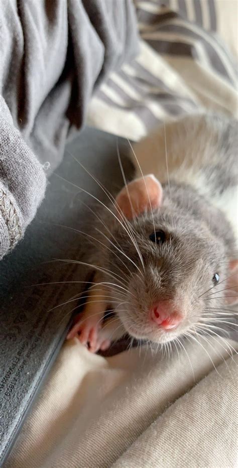 My hooded rat Cyril smiling for you guys!https://ift.tt/2tARaOo | Hooded rat, Animal rescue ...